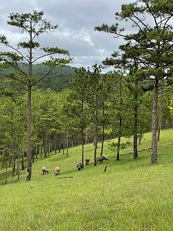 Dalat mtb